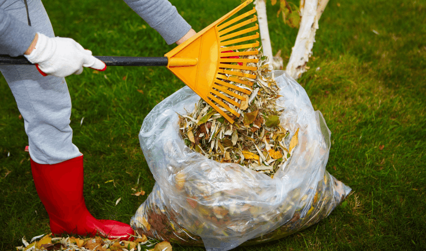 Yard Cleanup